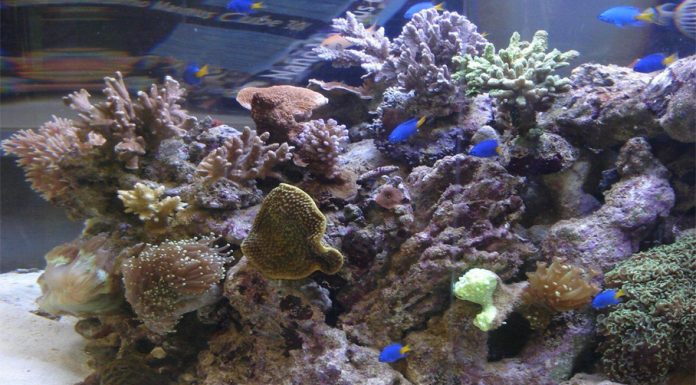 Κατοικίδια εν δράση – Pet Today