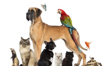 Επιλογή ζώου