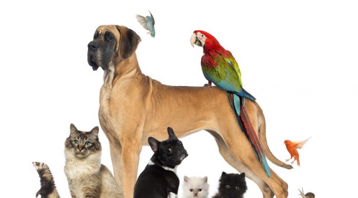 Επιλογή ζώου