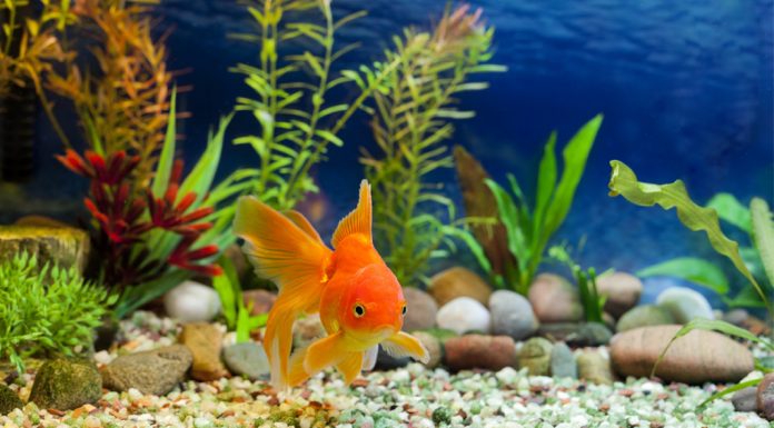 Εγκατάσταση του ενυδρείου