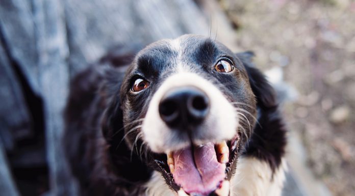 General health check of your dog