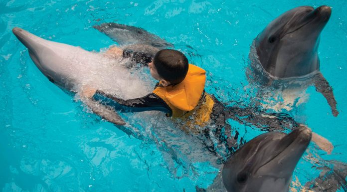 Δελφινοθεραπεία
