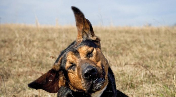 Έξω, μέση και έσω ωτίτιδα