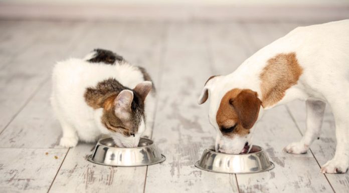 Η επιλογή του δοχείου για το νερό και το φαγητό