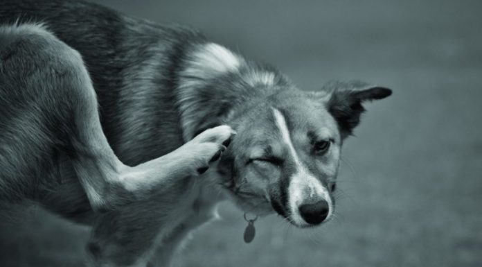 Ο κνησμός στο σκύλο