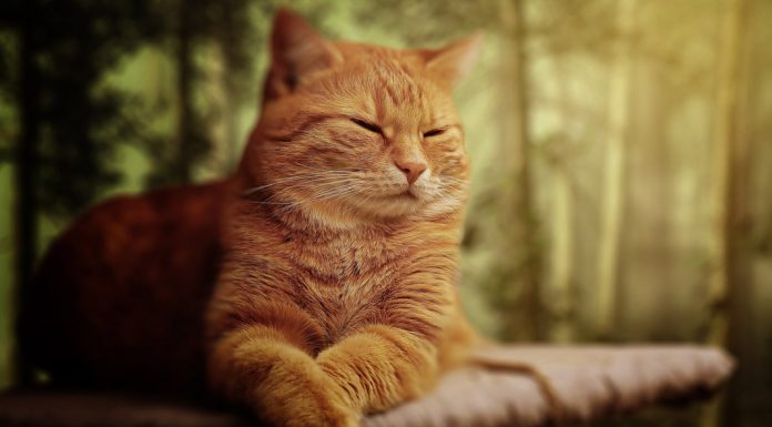 Η καταγωγή της γάτας