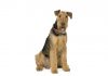 Airedale terrier