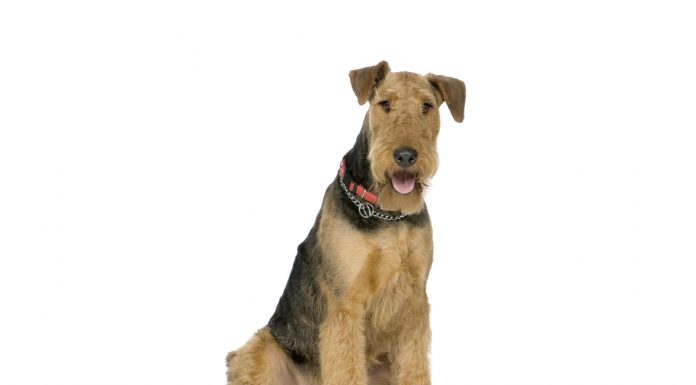 Airedale terrier