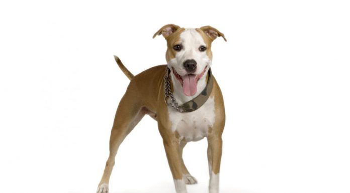 American staffordshire terrier