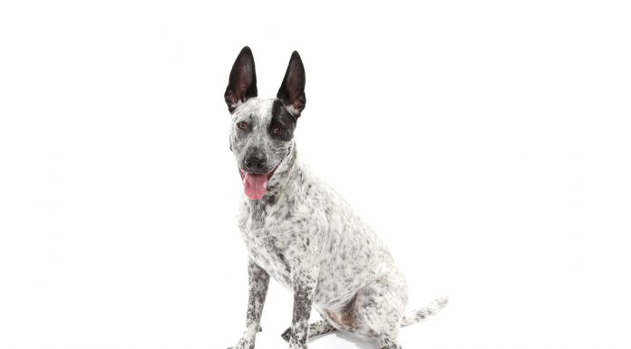 Australian cattle dog