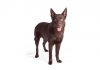 Australian kelpie