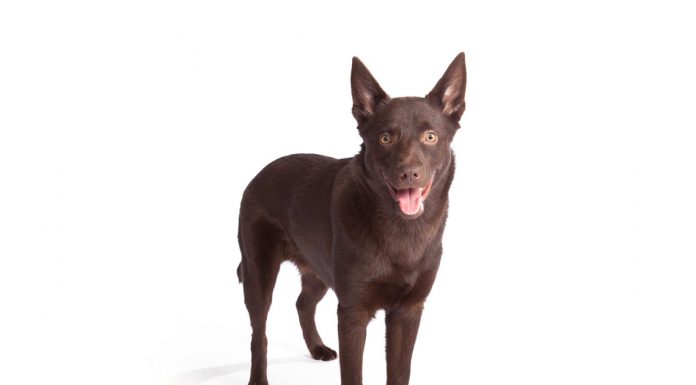Australian kelpie