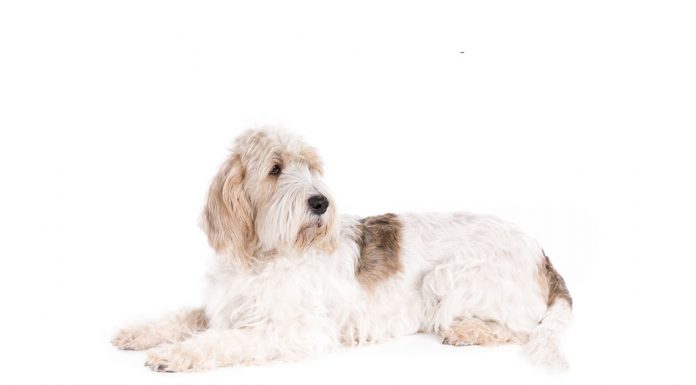 Basset griffon vendeen