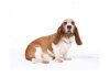 Basset hound