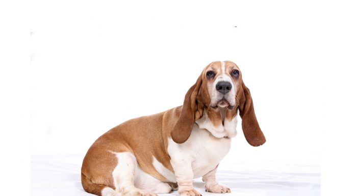 Basset hound