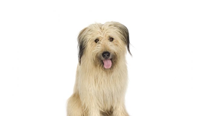 Bearded collie