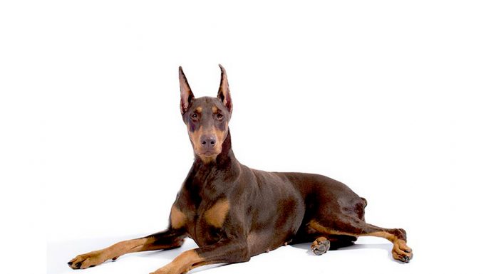 Doberman Pinscher