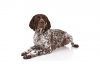 German shorthaired pointer