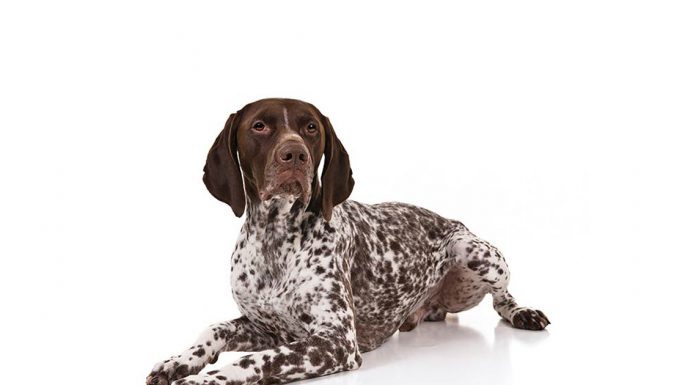German shorthaired pointer