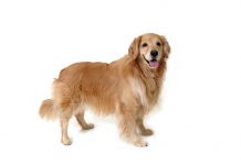 Golden retriever