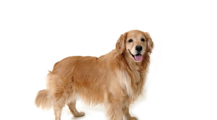 Golden retriever