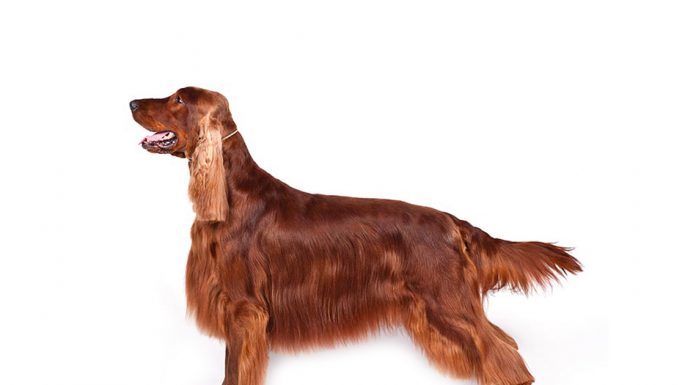 Irish setter