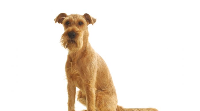 Irish terrier