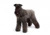 Kerry blue terrier