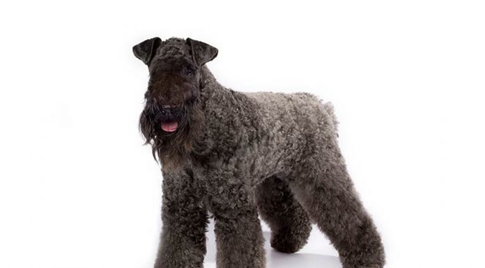 Kerry blue terrier
