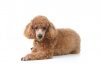 Poodle – Caniche