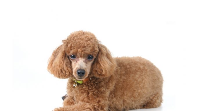 Poodle – Caniche