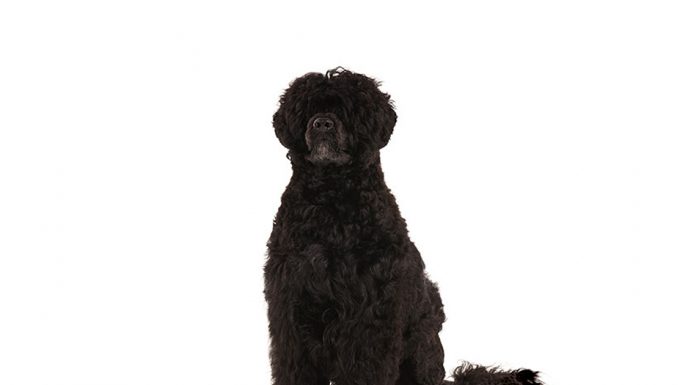 Portuegese water dog