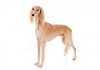 Saluki