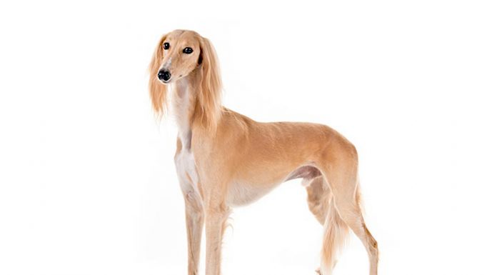 Saluki