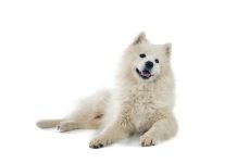 Samoyed