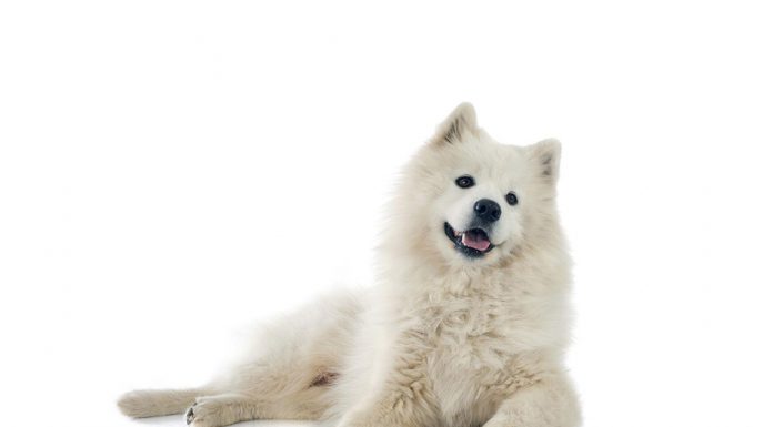 Samoyed