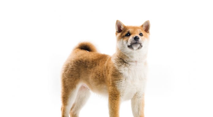 Shiba inu