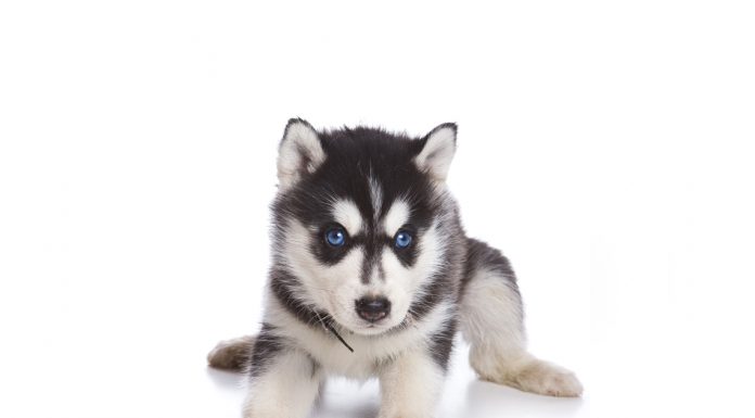 Siberian husky
