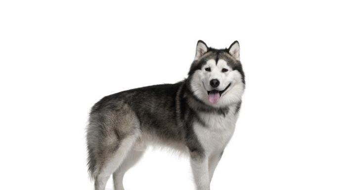 Alaskan malamute