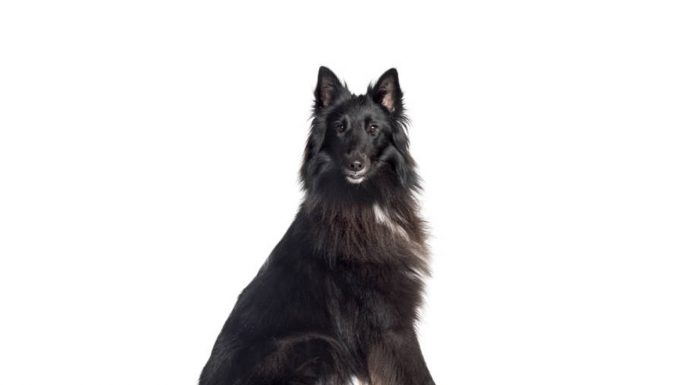 Belgian sheepdog