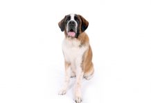 Saint bernard