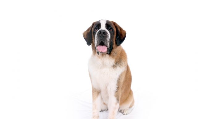 Saint bernard