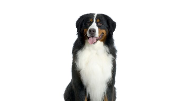 Bernese mountain dog