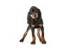 Black and tan coonhound