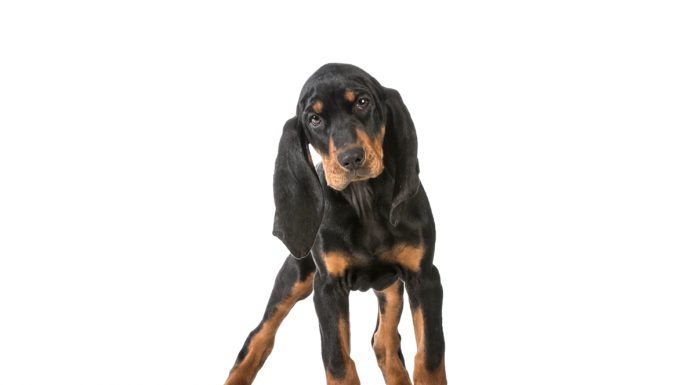 Black and tan coonhound