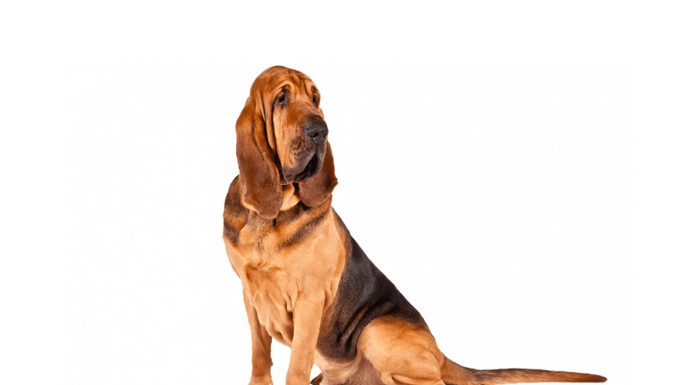 Bloodhound
