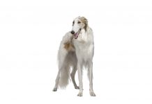 Borzoi