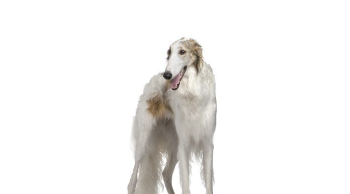 Borzoi