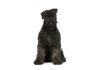 Bouvier des flandres