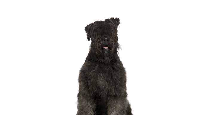 Bouvier des flandres